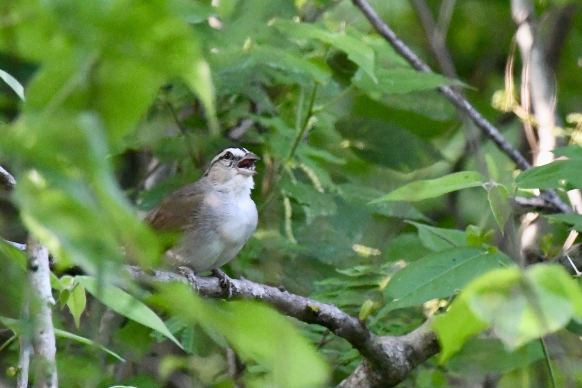 Tocuyo Sparrow - ML636407829