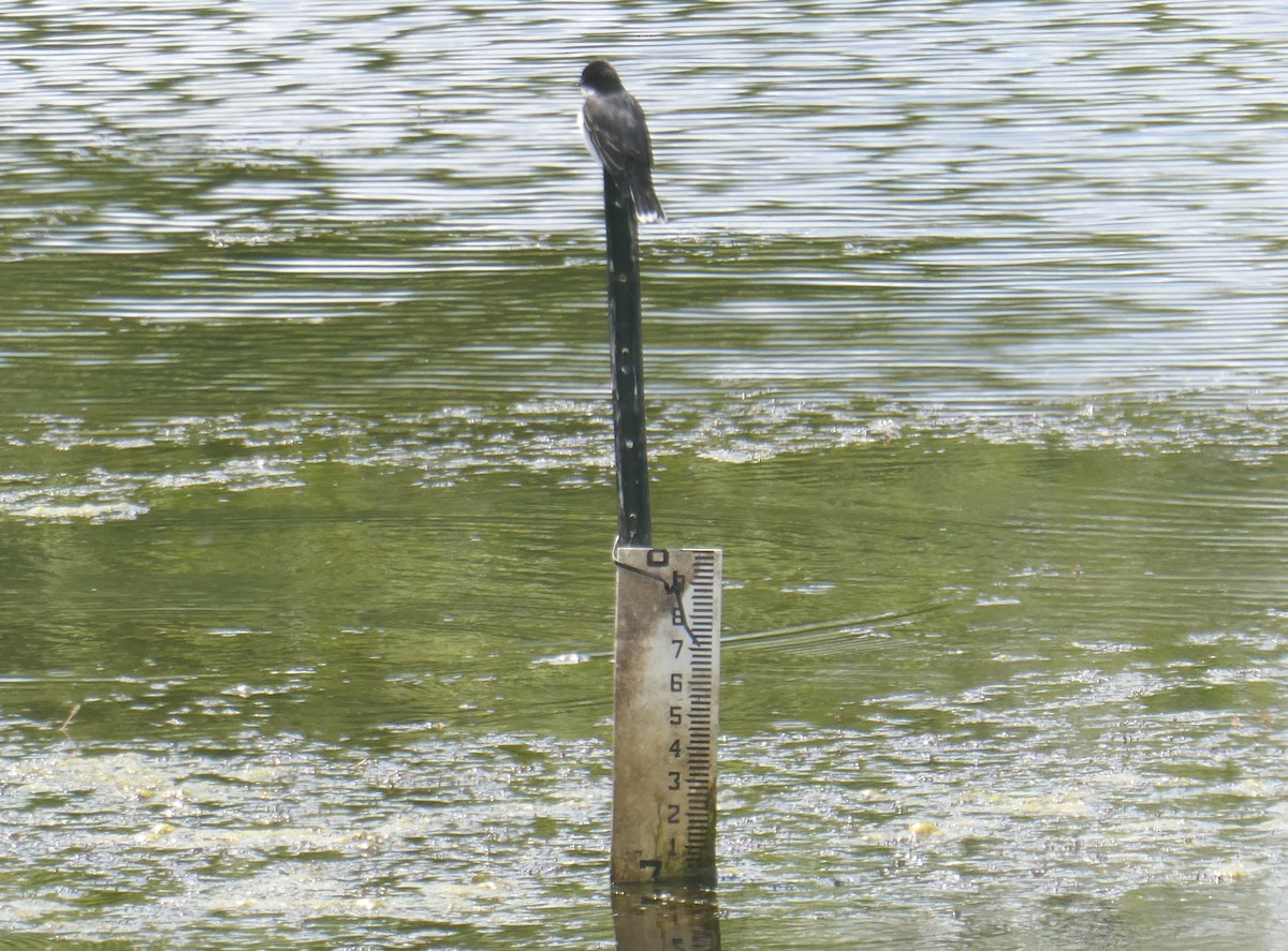 Eastern Kingbird - ML636407884