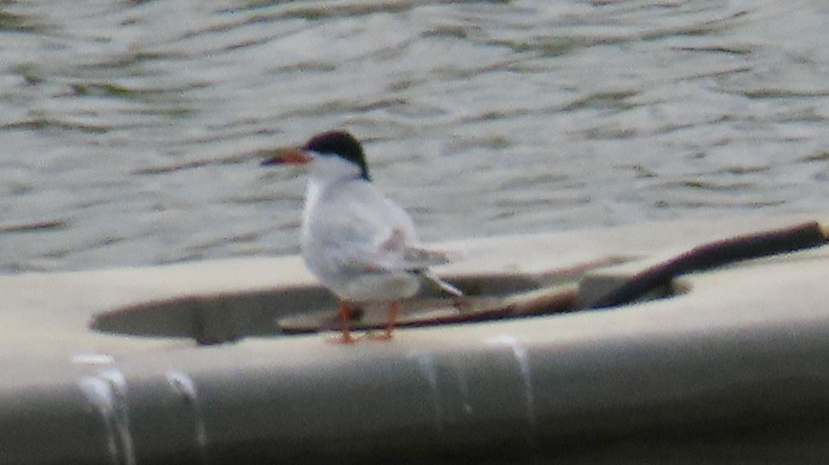 Forster's Tern - ML636407919