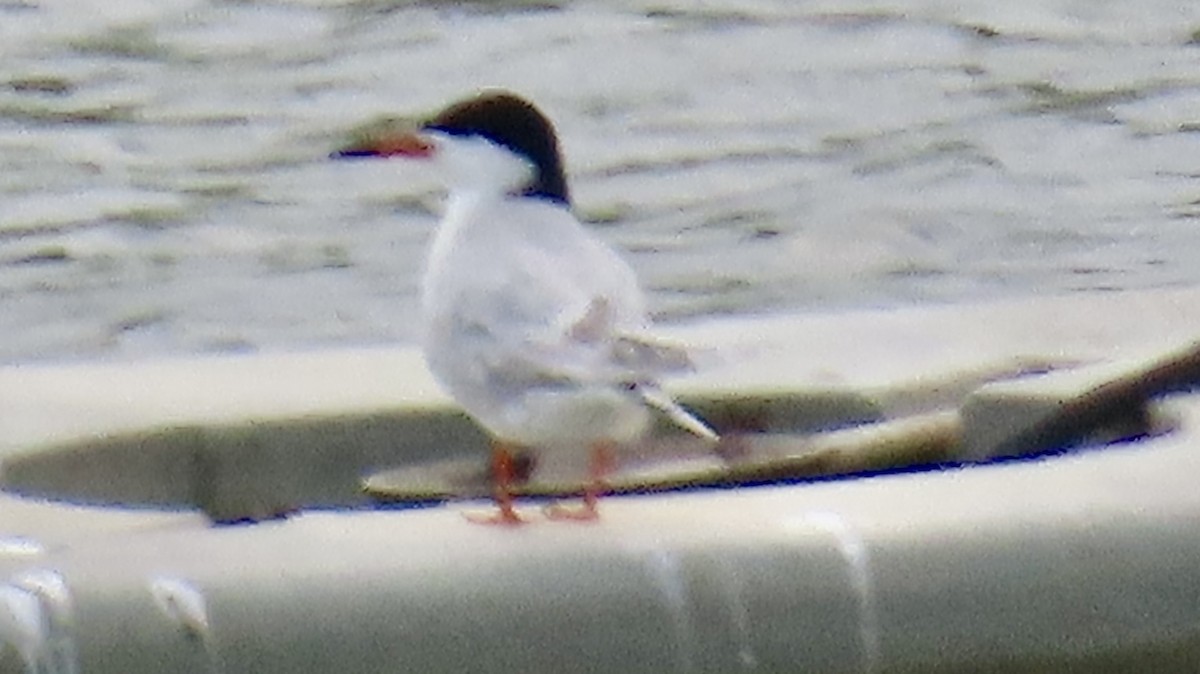 Forster's Tern - ML636407920