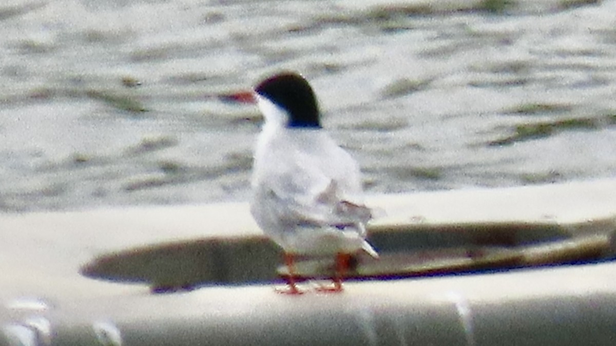Forster's Tern - ML636407921