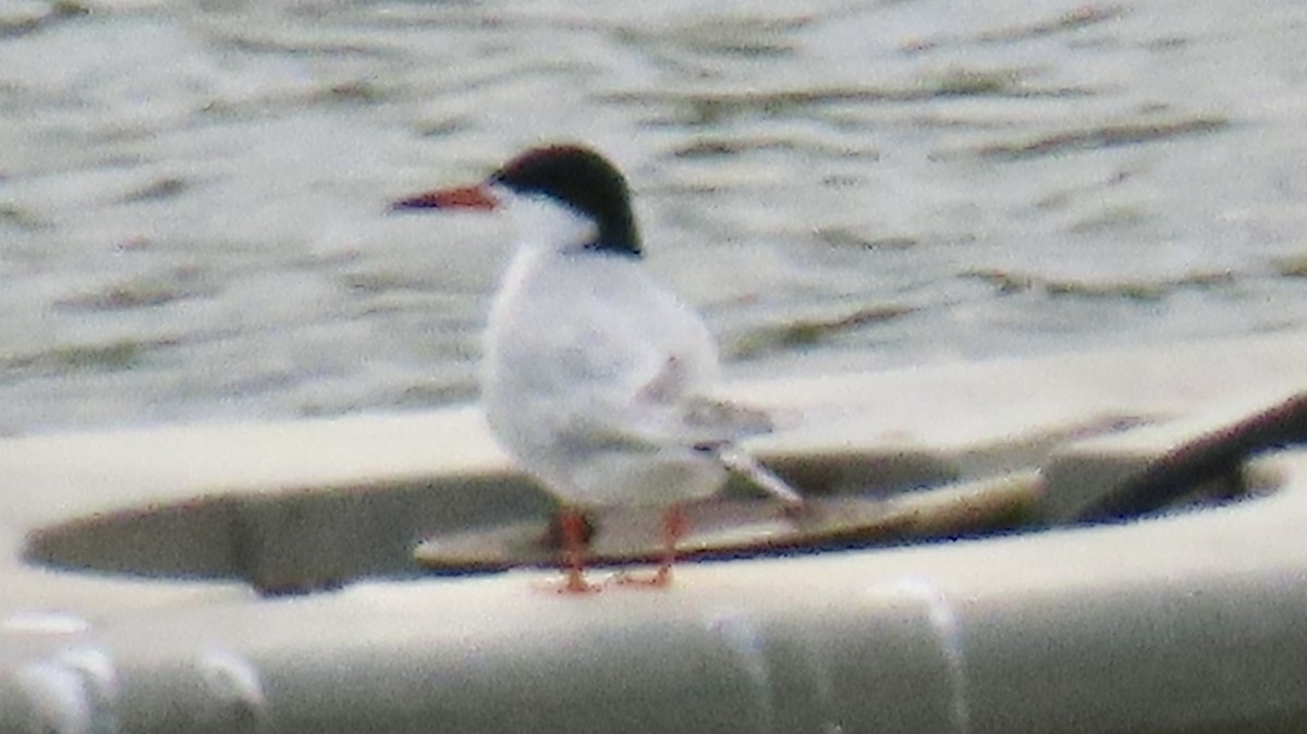Forster's Tern - ML636407922