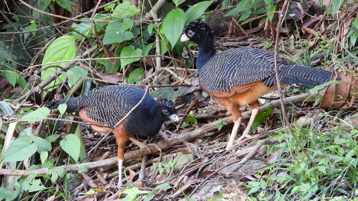 Blue-billed Curassow - ML636407984