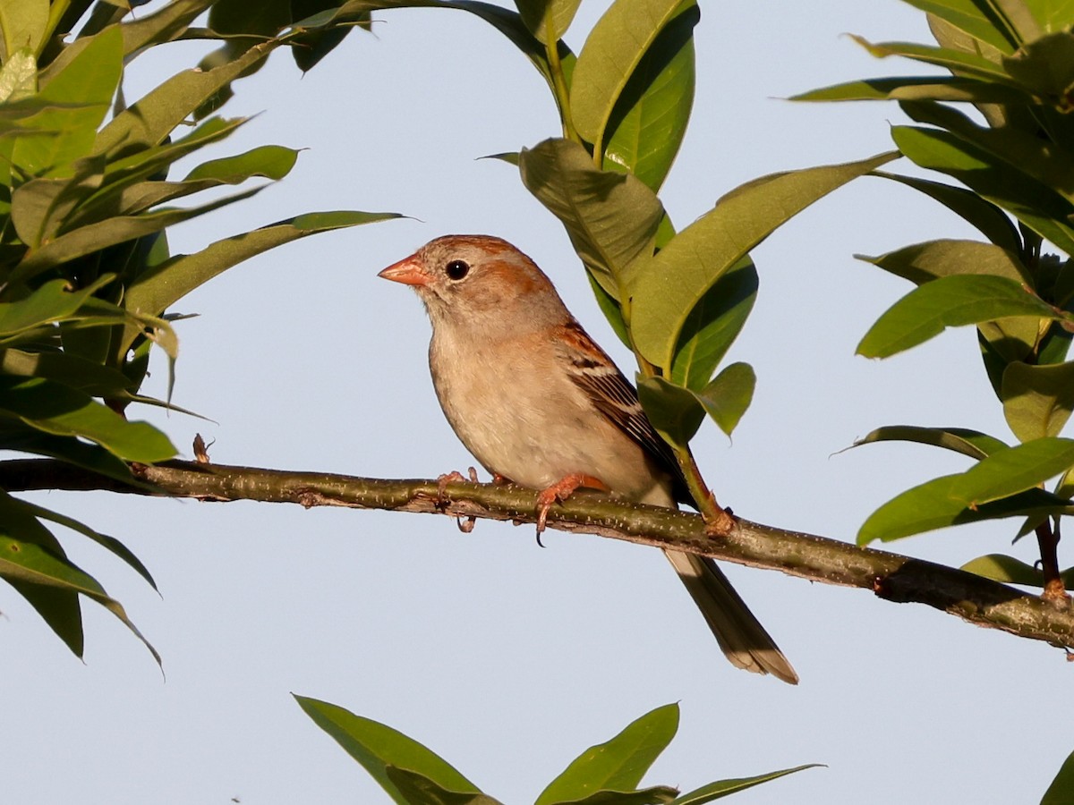 Field Sparrow - ML636407986