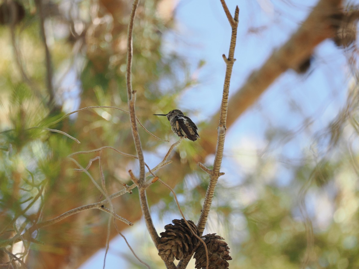 kalypta růžovohlavá - ML636408018