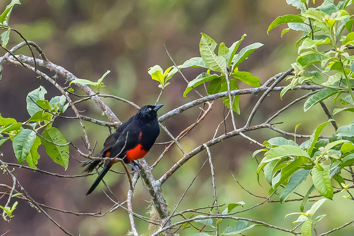 Red-bellied Grackle - ML636408027