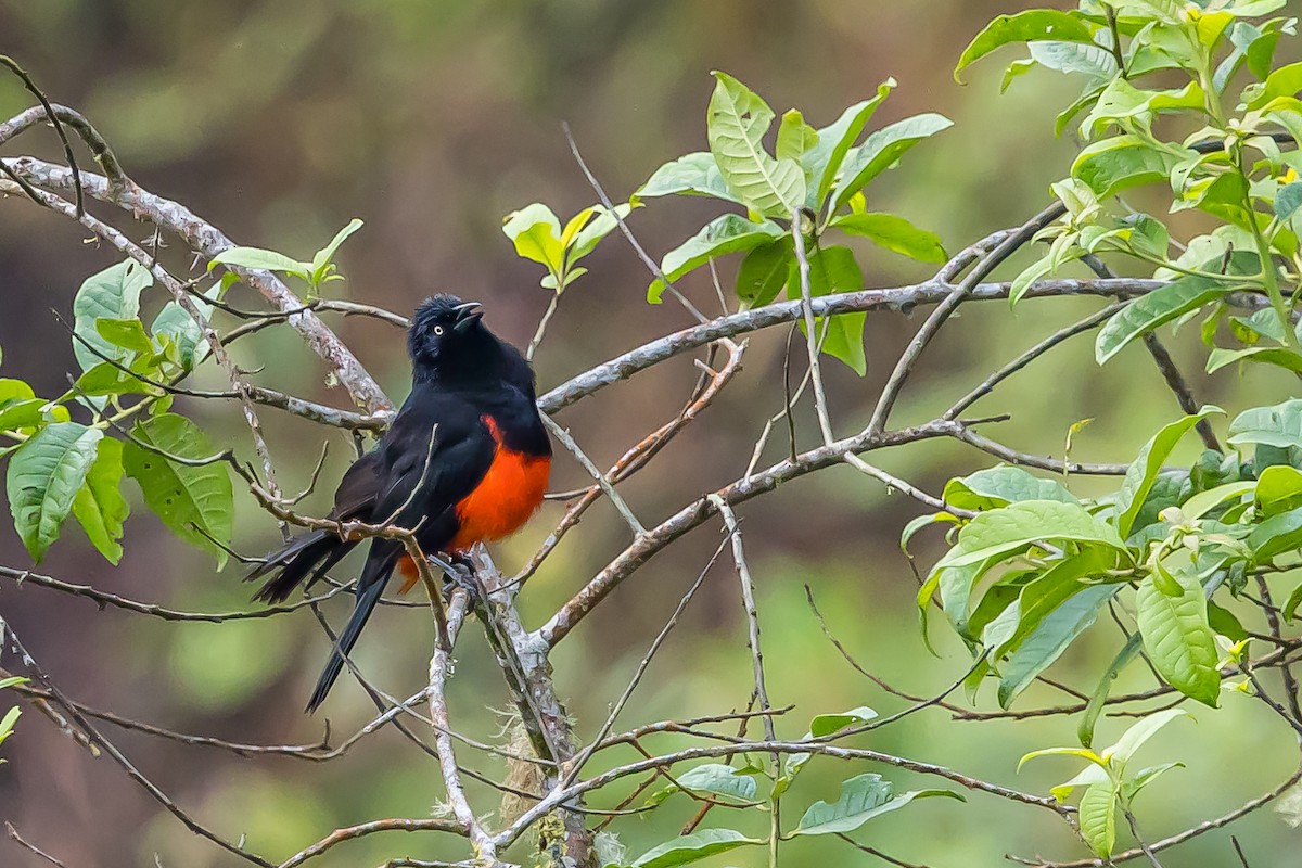 Red-bellied Grackle - ML636408028