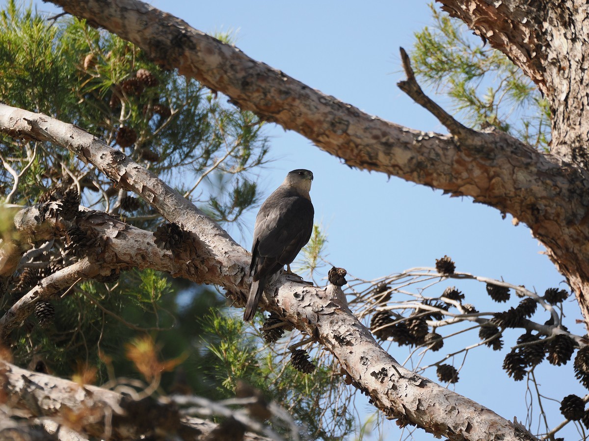 jestřáb americký - ML636408033