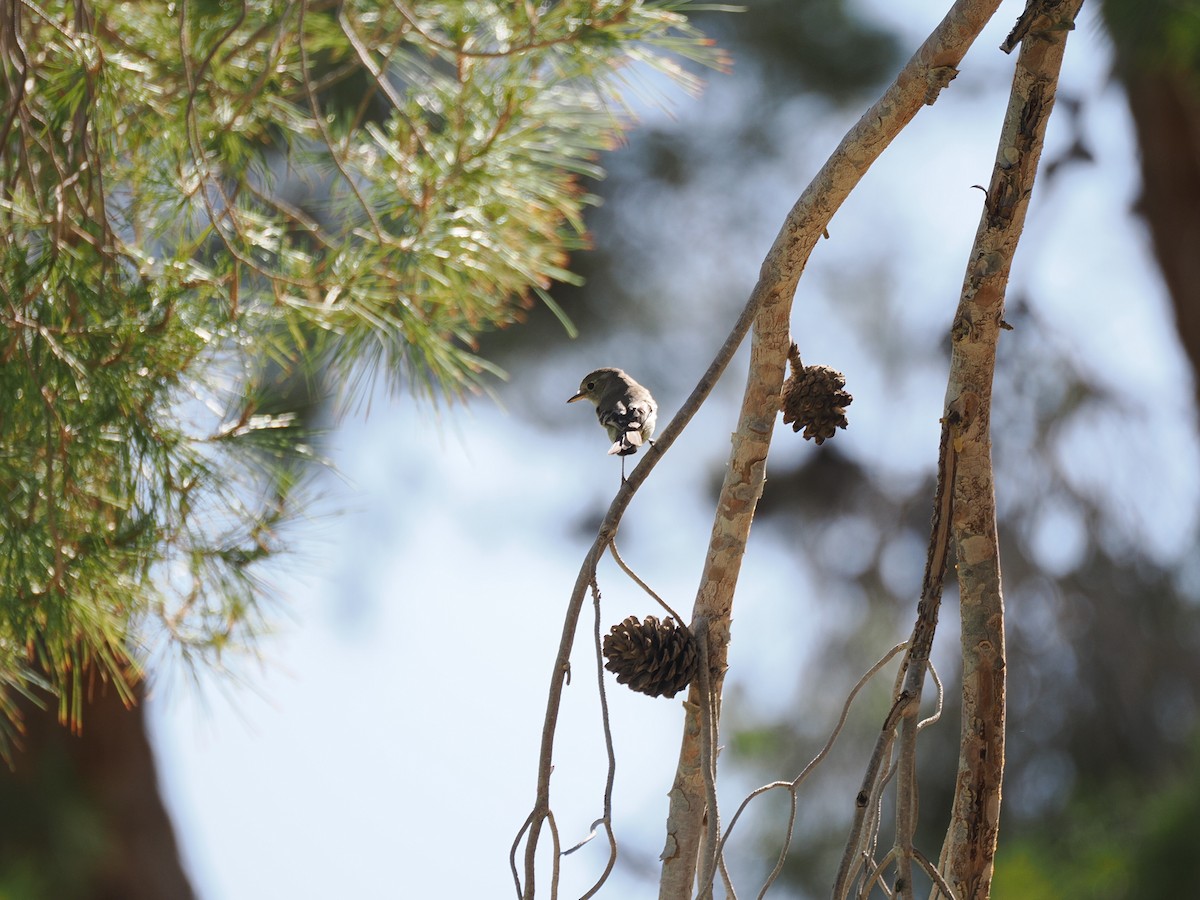 Gray Flycatcher - ML636408041