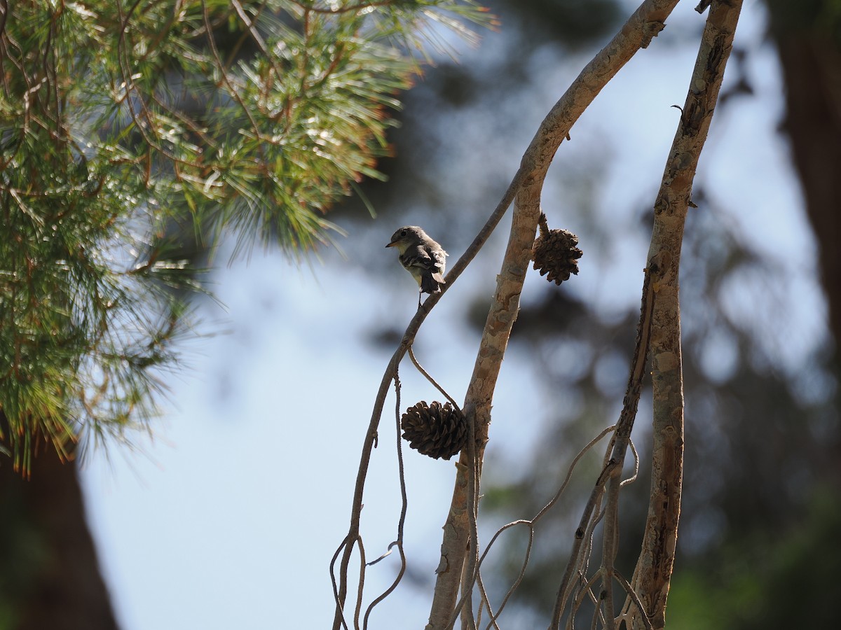 Gray Flycatcher - ML636408043
