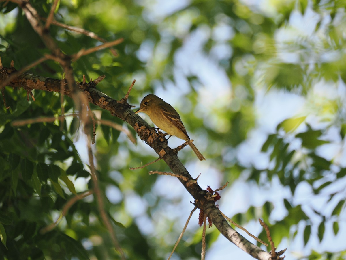 Western Flycatcher - ML636408070