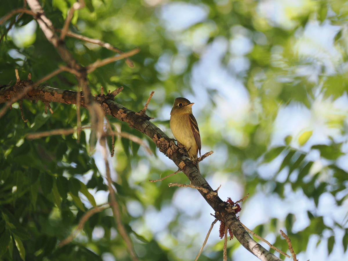 Western Flycatcher - ML636408072