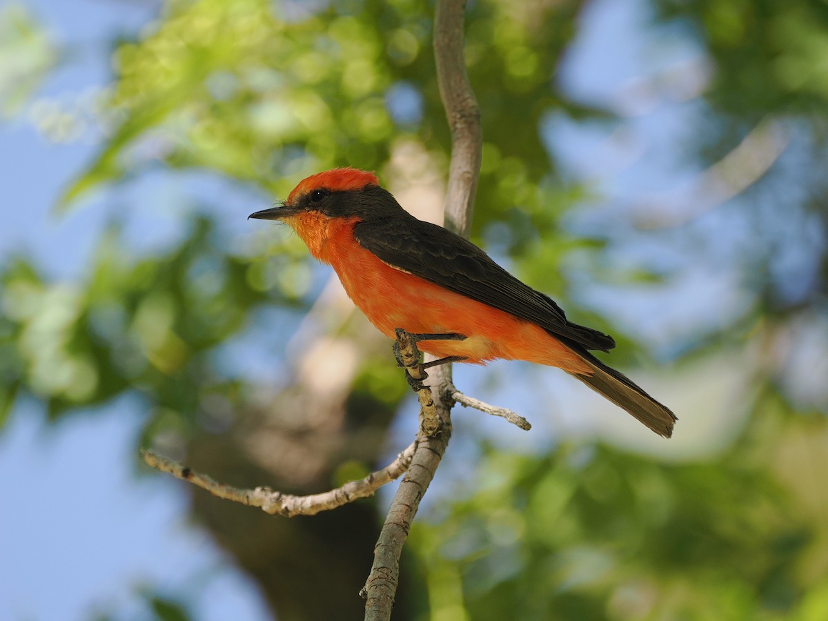 Vermilion Flycatcher - ML636408079