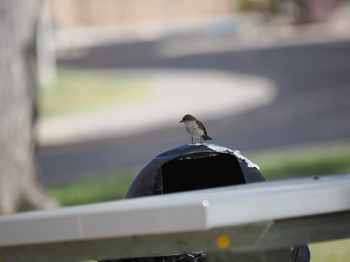 Vermilion Flycatcher - ML636408080