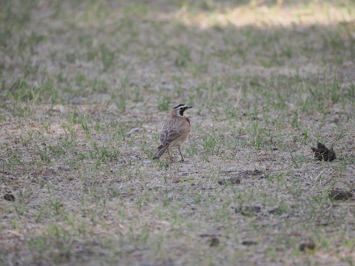 skřivan ouškatý - ML636408096