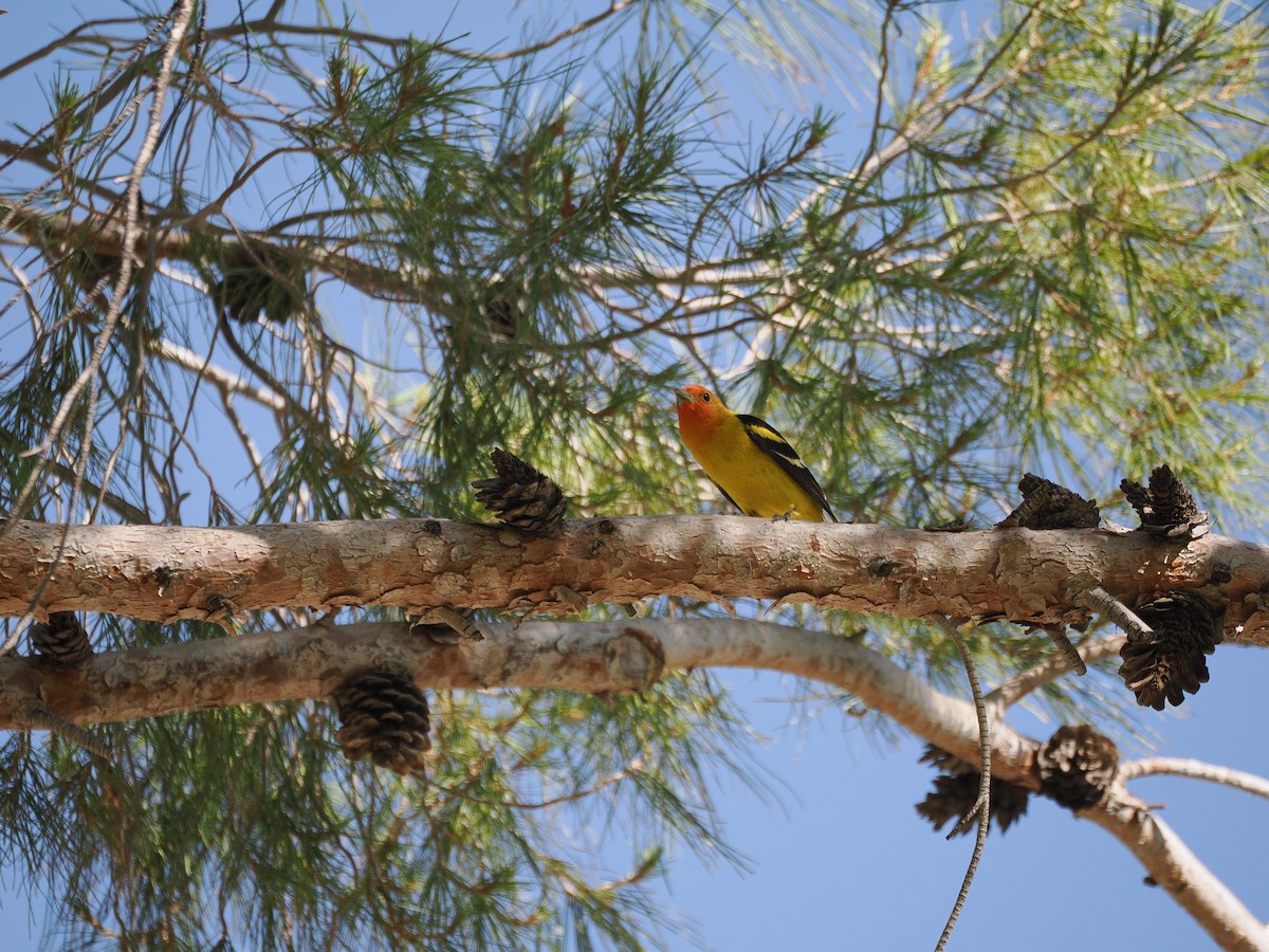 Western Tanager - ML636408102