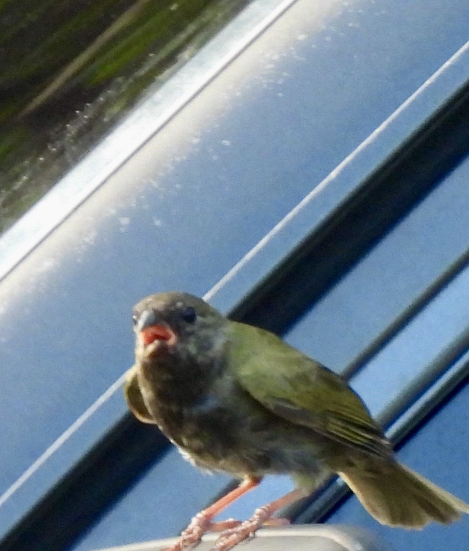 Black-faced Grassquit - ML636408206
