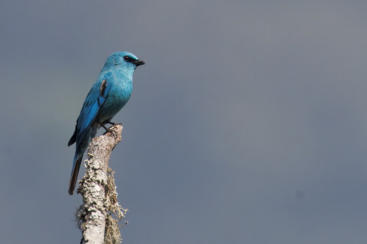 Verditer Flycatcher - ML636408214