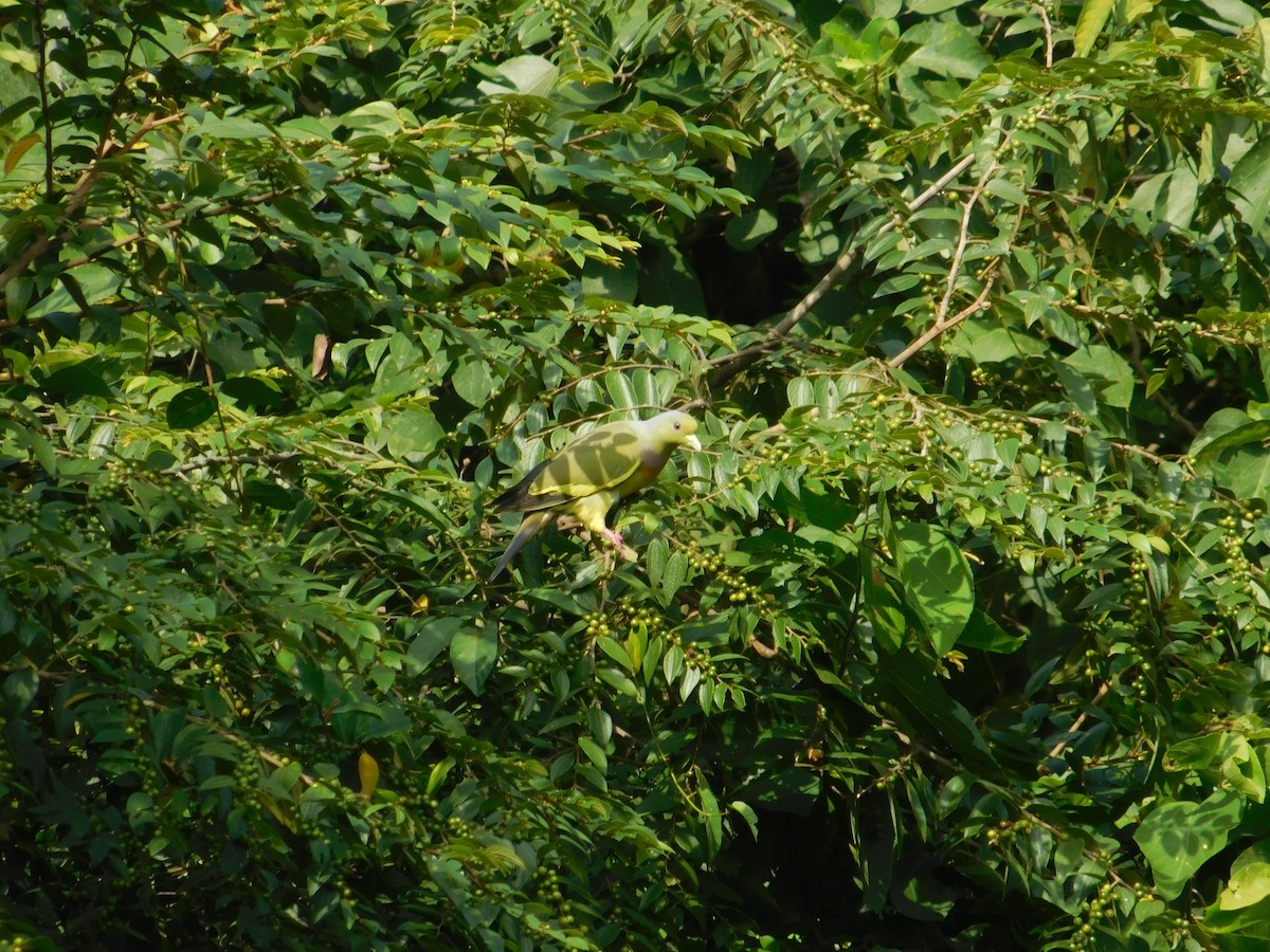 Orange-breasted Green-Pigeon - ML636408224