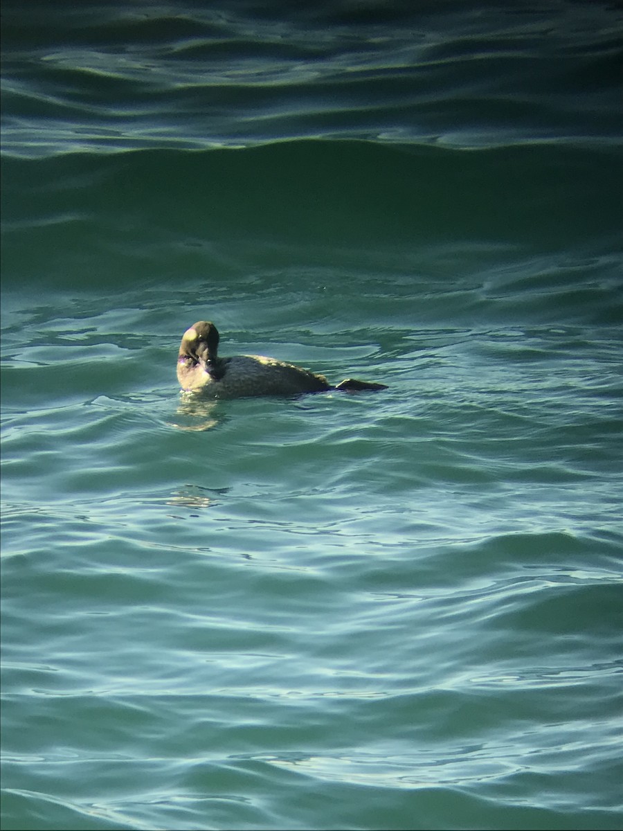 White-winged Scoter - ML636408233