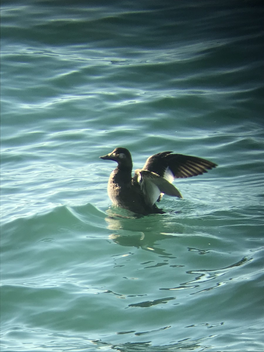 White-winged Scoter - ML636408234