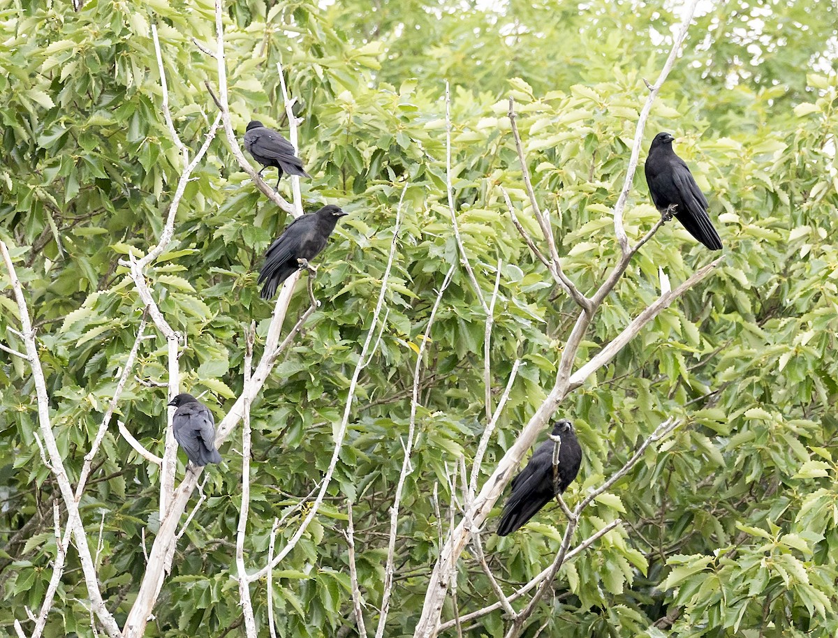 American Crow - ML636408242