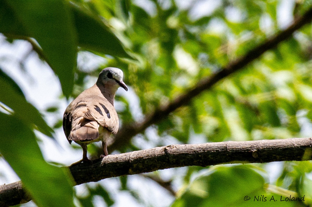 Blue-spotted Wood-Dove - ML636408365