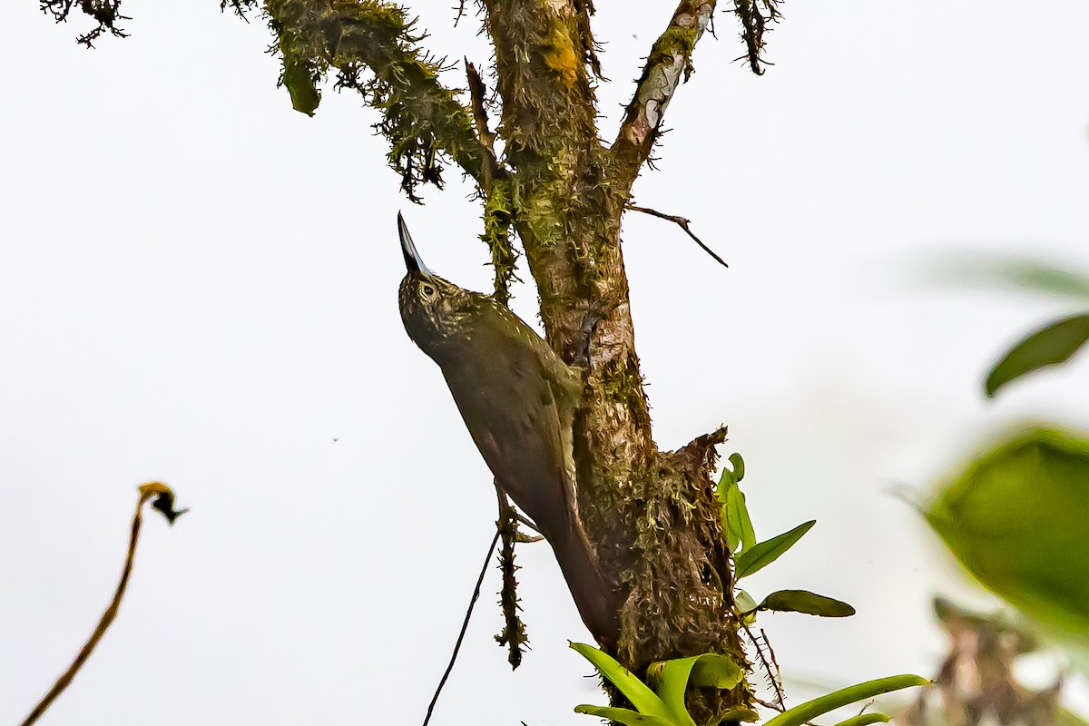 Olive-backed Woodcreeper - ML636408368