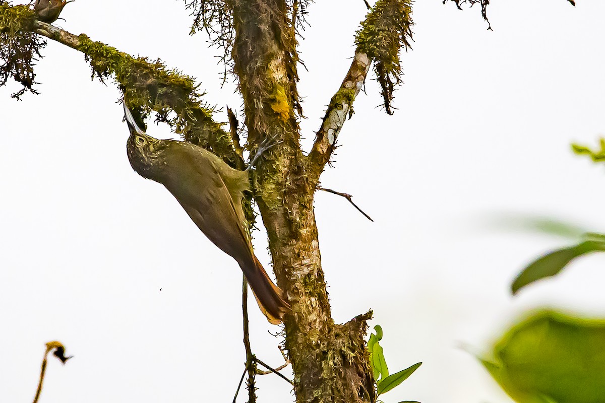Olive-backed Woodcreeper - ML636408374