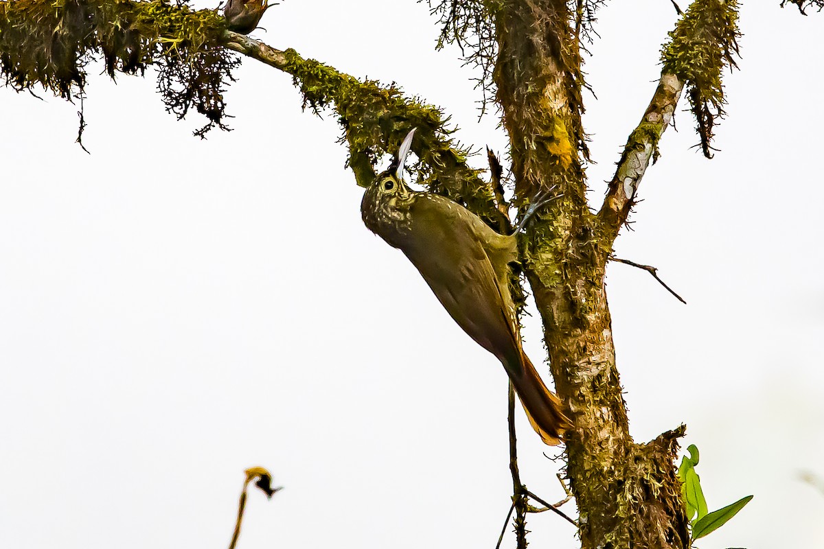 Olive-backed Woodcreeper - ML636408376