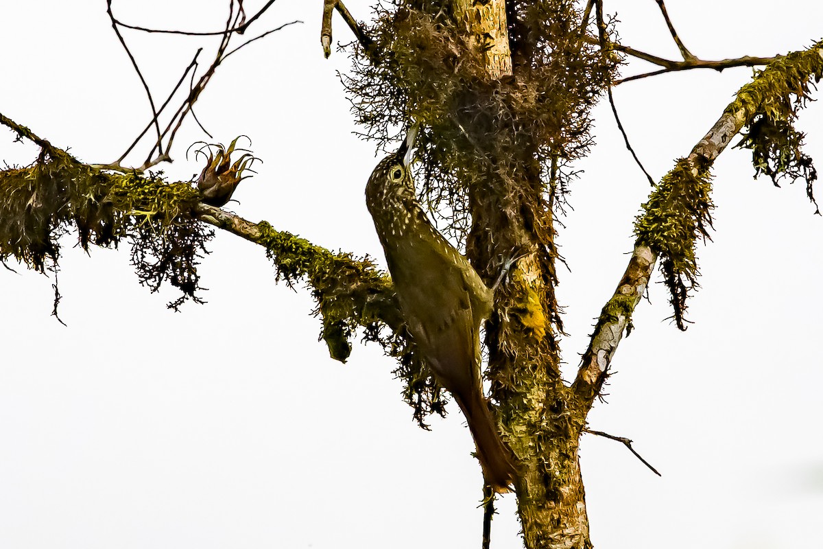 Olive-backed Woodcreeper - ML636408385