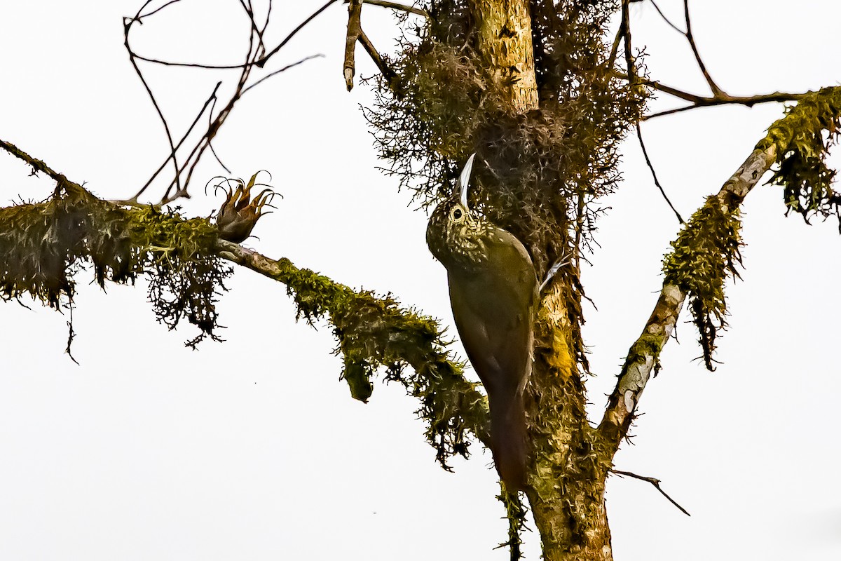 Olive-backed Woodcreeper - ML636408390