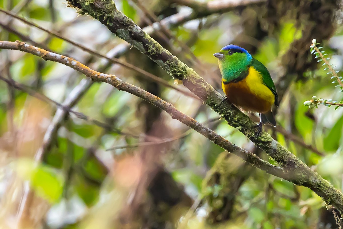 Chestnut-breasted Chlorophonia - ML636408400