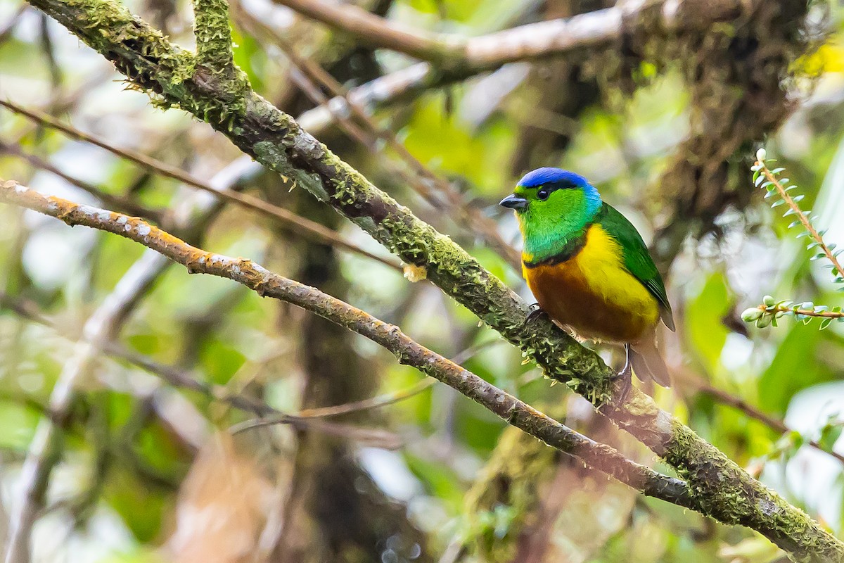 Chestnut-breasted Chlorophonia - ML636408405