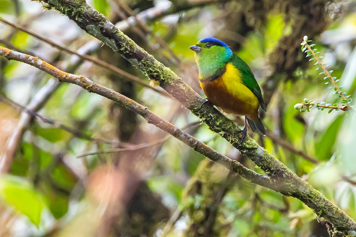 Chestnut-breasted Chlorophonia - ML636408406