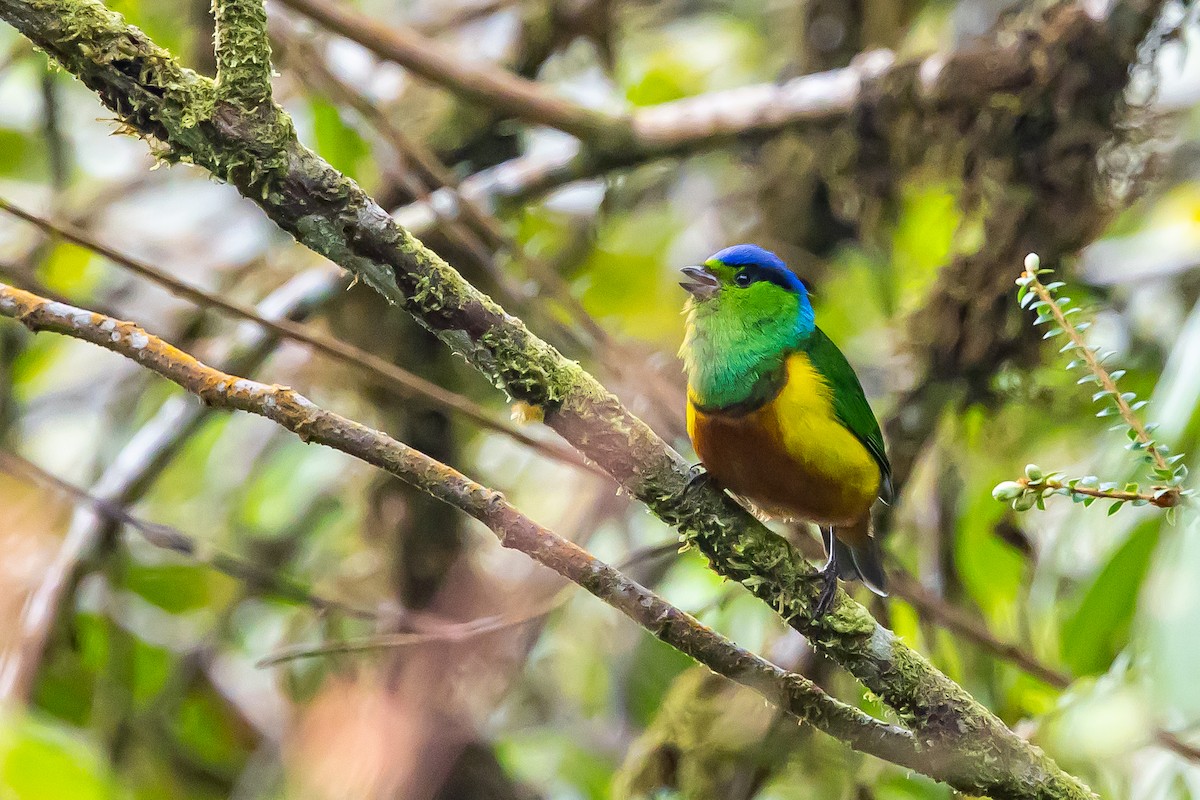Chestnut-breasted Chlorophonia - ML636408408