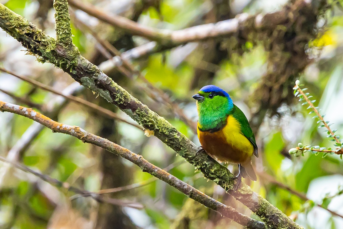 Chestnut-breasted Chlorophonia - ML636408413