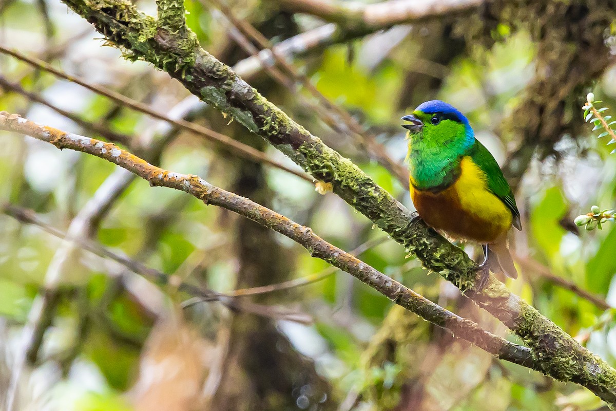 Chestnut-breasted Chlorophonia - ML636408414