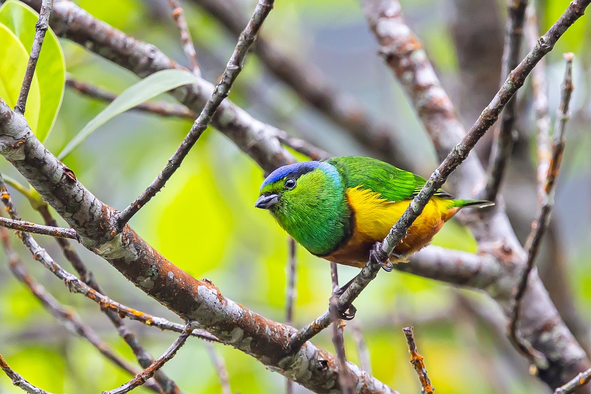 Chestnut-breasted Chlorophonia - ML636408418