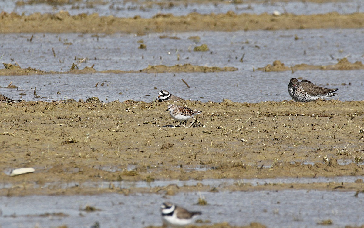 dvergsnipe - ML636408468