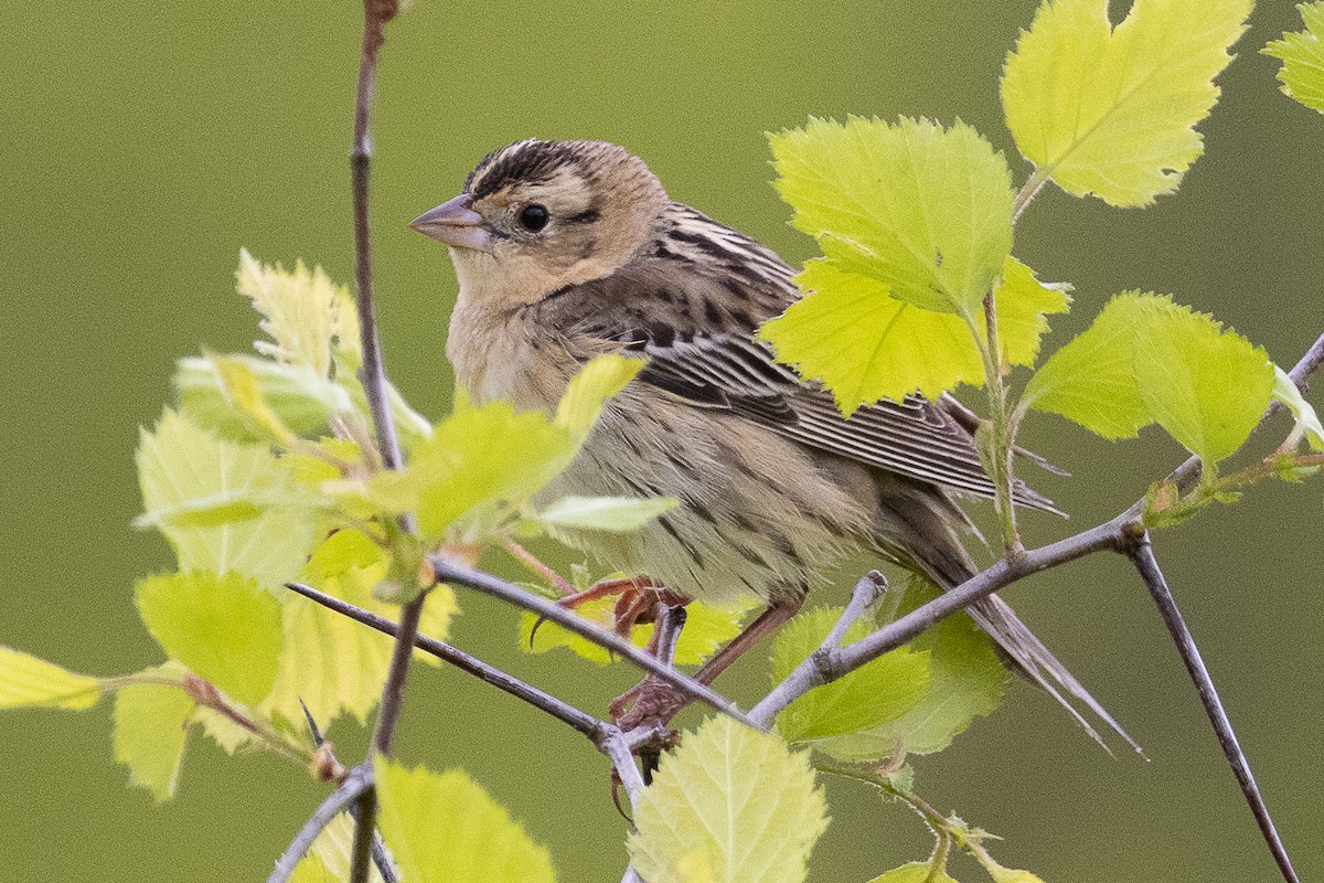 Bobolink - ML636408481