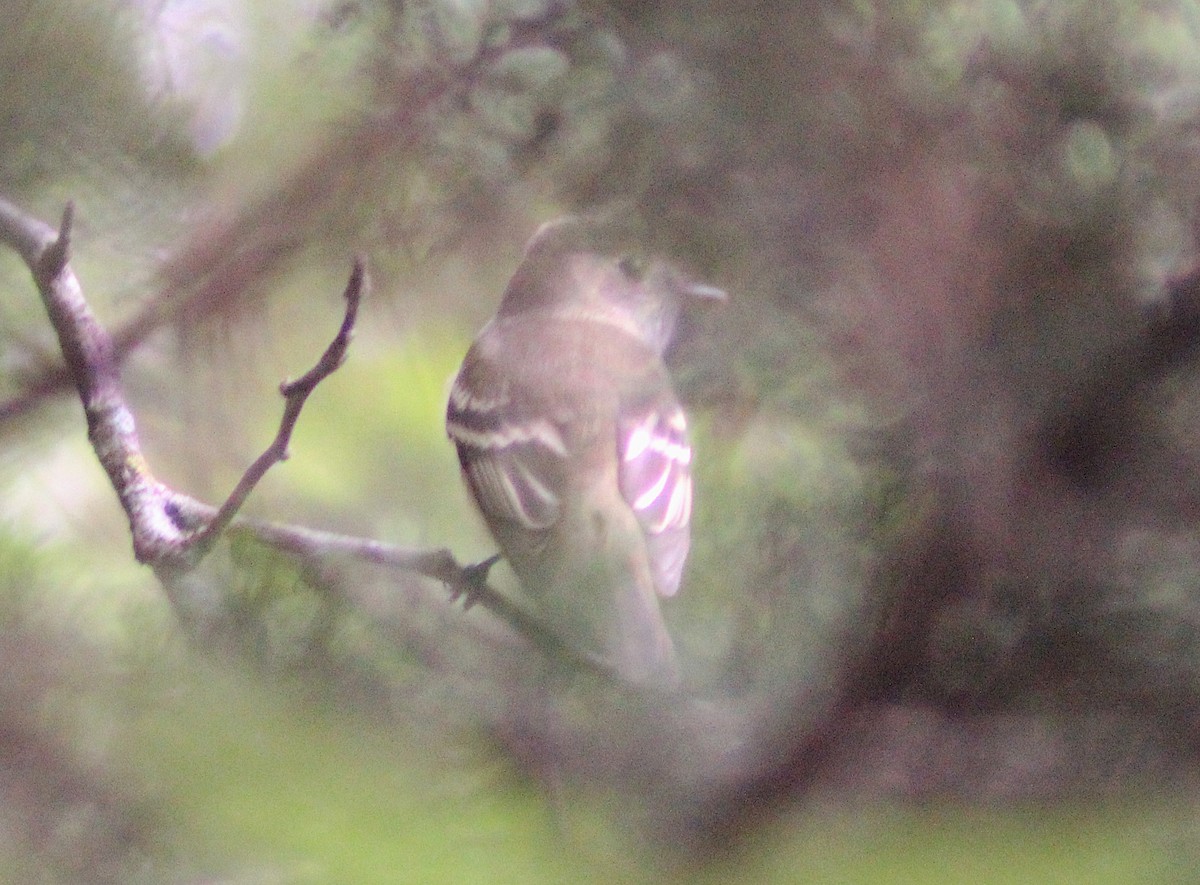 Empidonax sp. - ML636408507