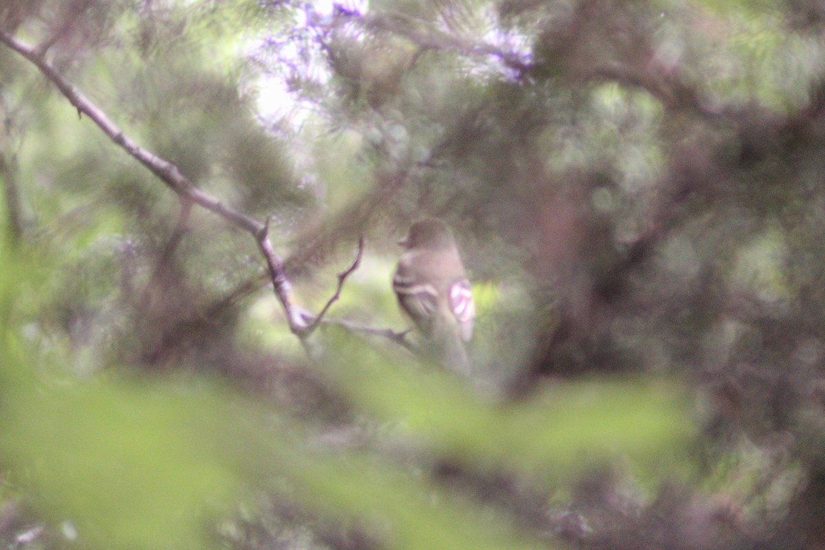 Empidonax sp. - ML636408528