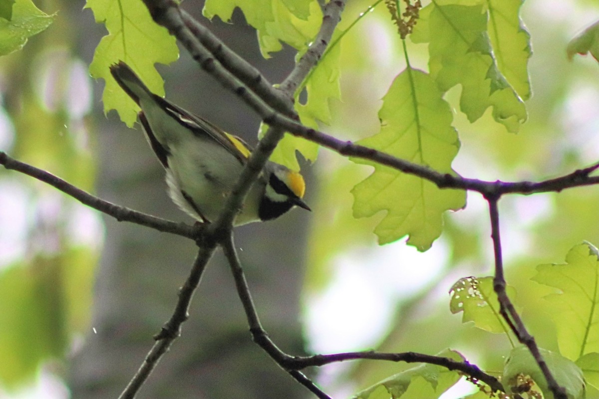 Golden-winged Warbler - ML636408537