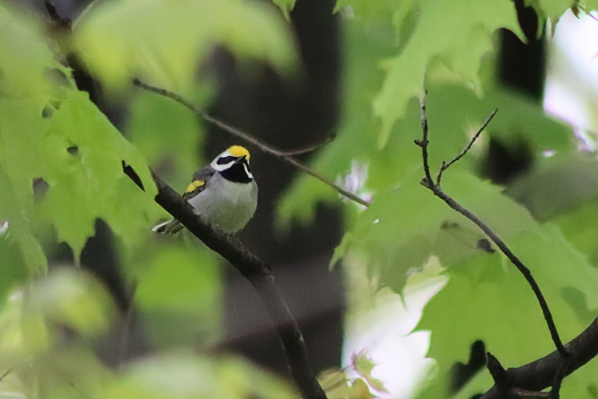 Golden-winged Warbler - ML636408538