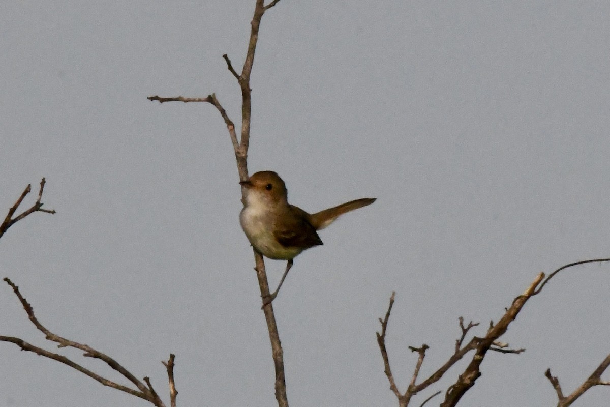Ekru Tepeli Tiranület - ML636408588
