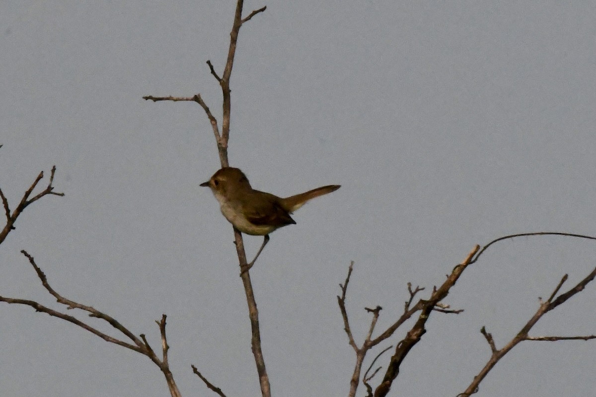 Ekru Tepeli Tiranület - ML636408589