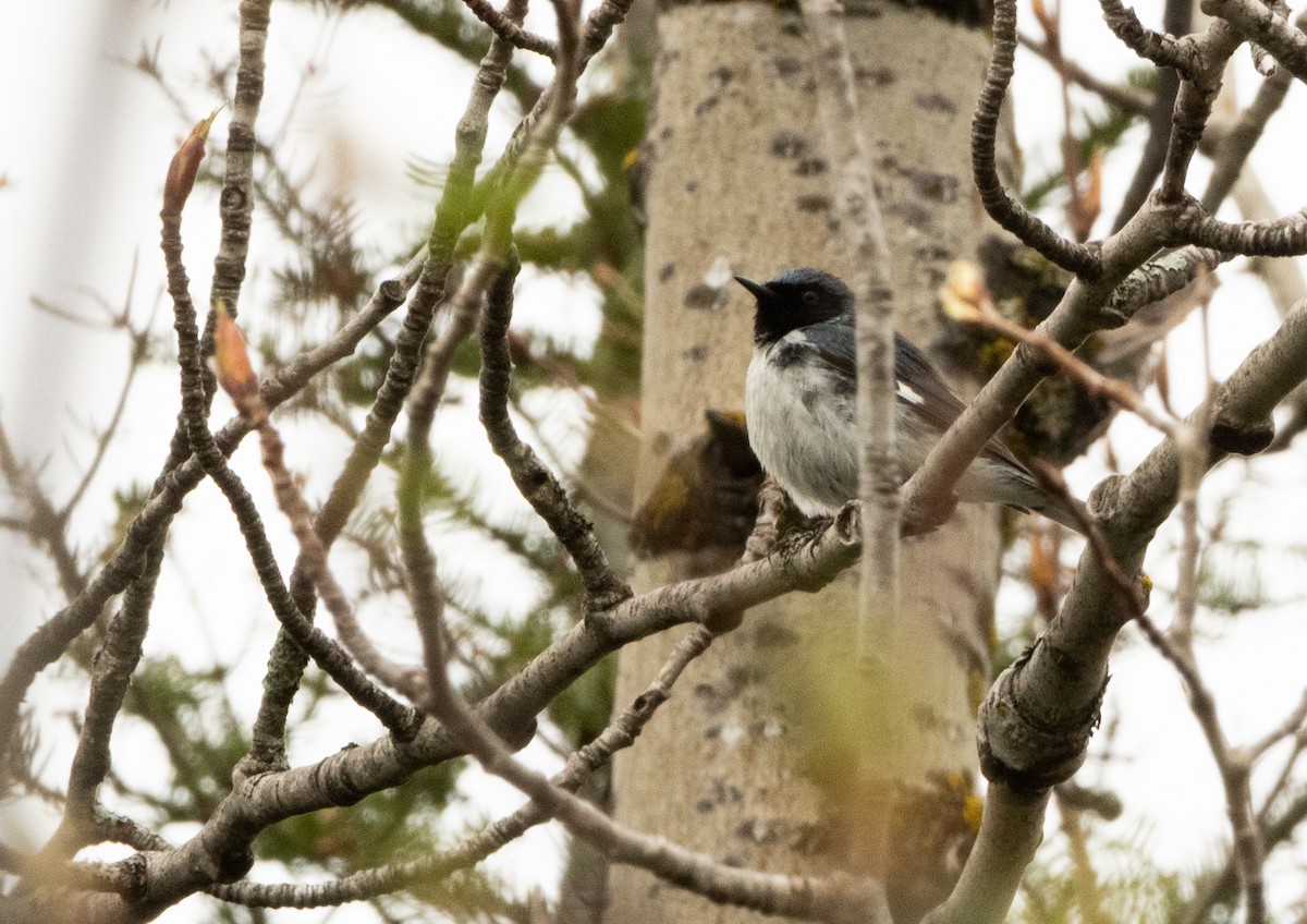 Black-throated Blue Warbler - ML636408674