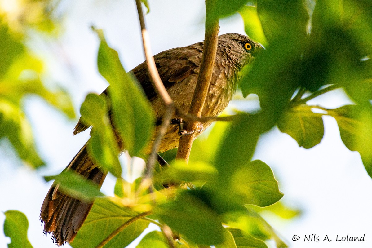 Brown Babbler - ML636408709