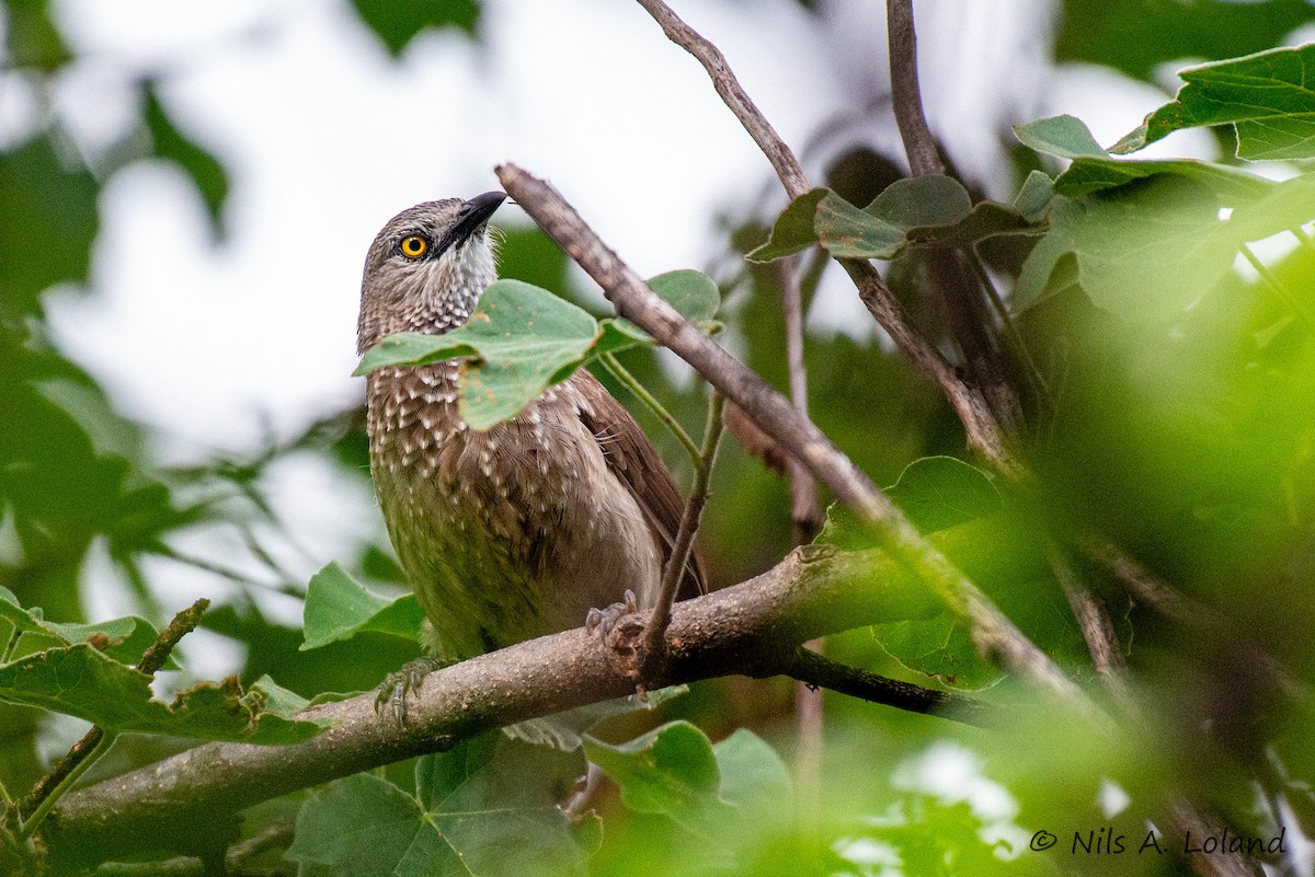Brown Babbler - ML636408711